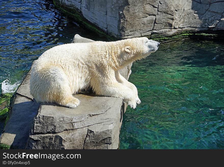 Polar Bear, Fauna, Bear, Zoo