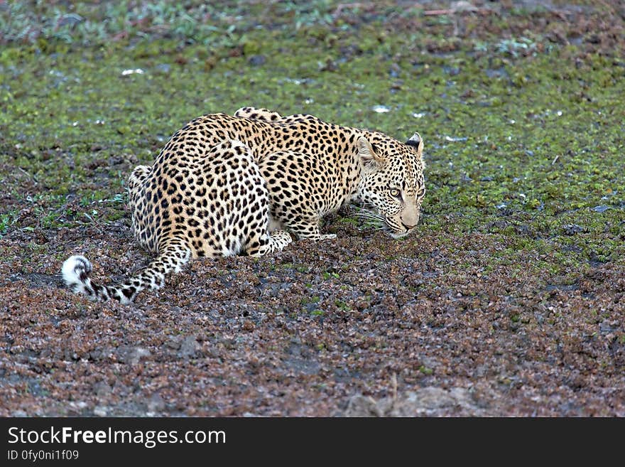 Leopard, Wildlife, Terrestrial Animal, Mammal