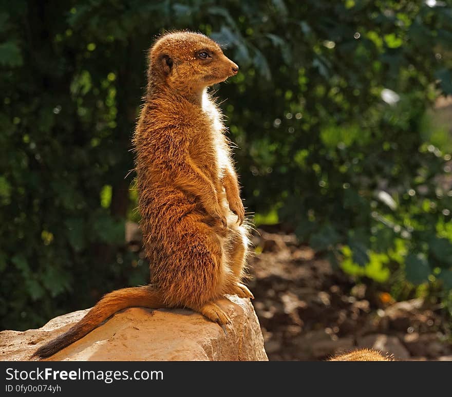 Meerkat, Fauna, Mammal, Terrestrial Animal