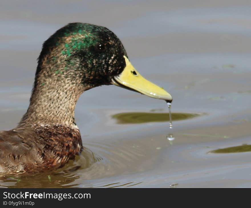 The Mallards are starting to get a bit of colour back into their plumage. They seemed to have been moulting for an awfully long time this year. This one was seen near Lock 64 on the Trent & Mersey Canal at Malkins Bank. The Mallards are starting to get a bit of colour back into their plumage. They seemed to have been moulting for an awfully long time this year. This one was seen near Lock 64 on the Trent & Mersey Canal at Malkins Bank.