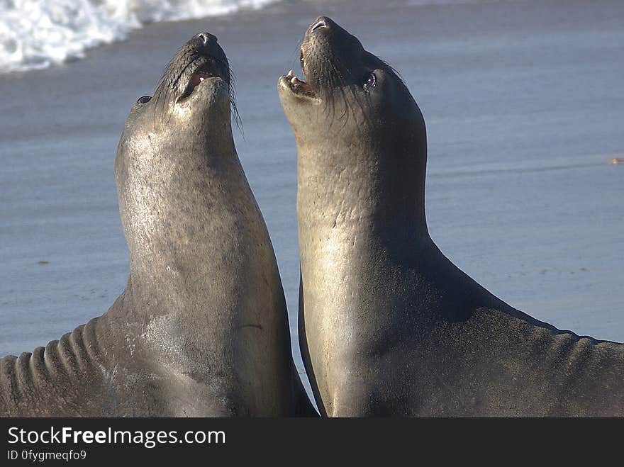 2 Seal Lions on Shore