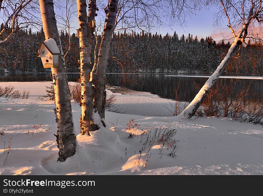 Birch trees on the yard in the snow. Birch trees on the yard in the snow.