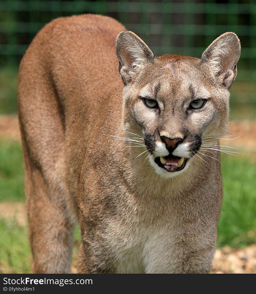 Mountain Lion