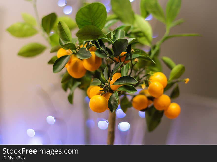 Cose Up Photo of Orange Fruit Bonsai