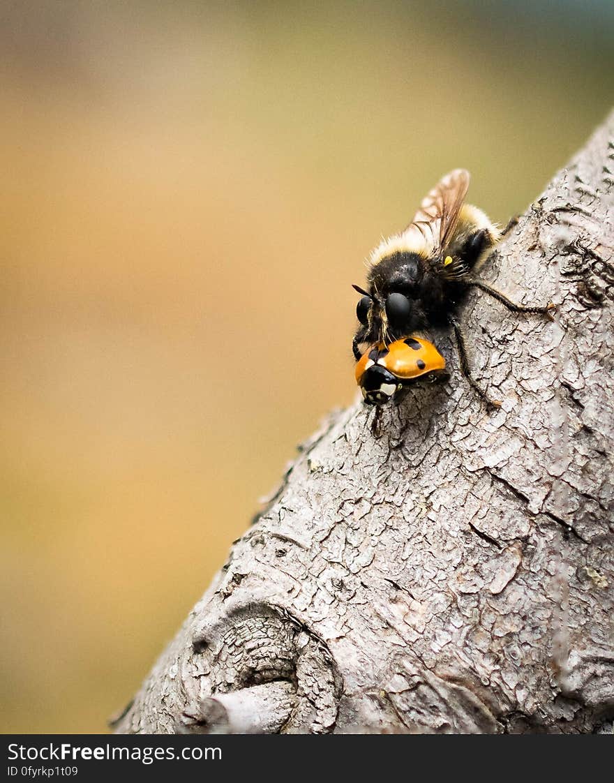 Insect, Bee, Membrane Winged Insect, Invertebrate