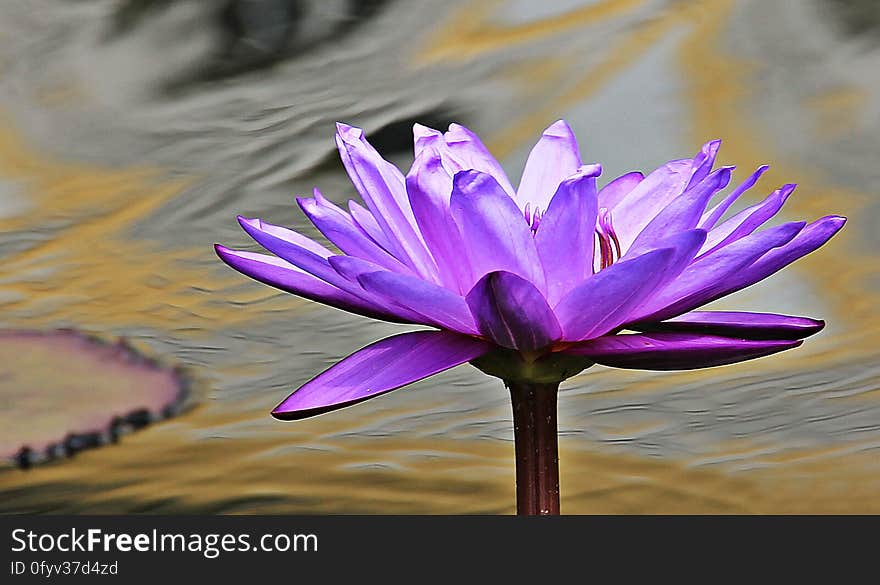 Close Up Photo of Purple Petaled Flower