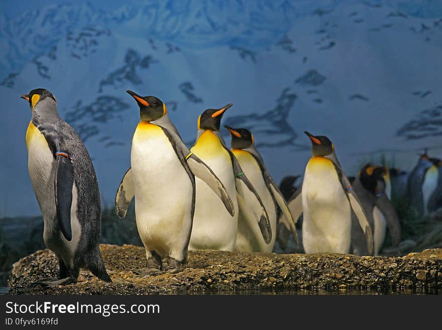 King penguins in a zoo habitat.