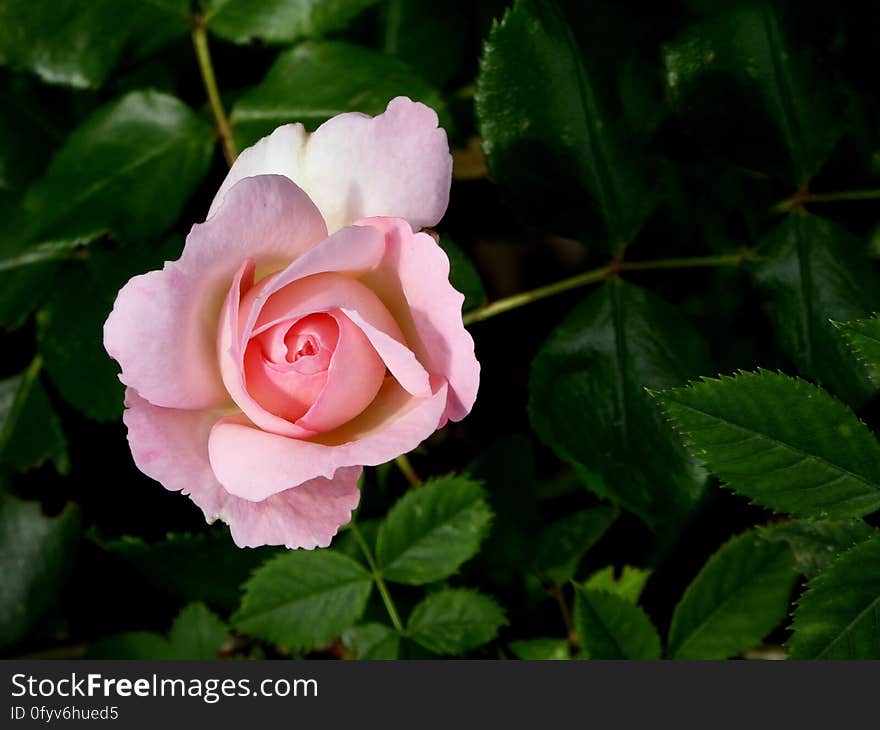 A pink rose flower in a green bush.