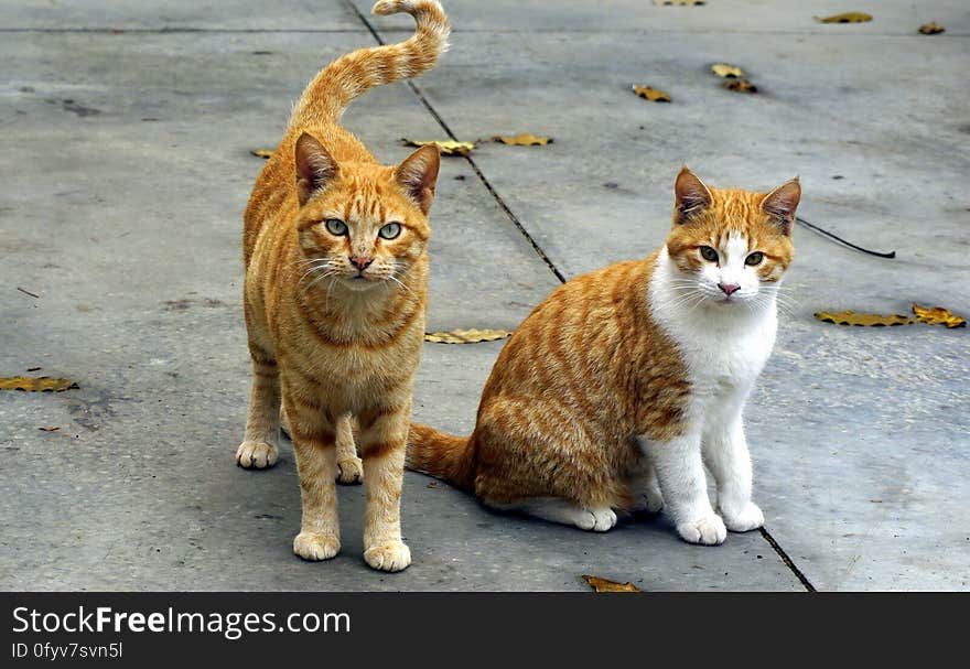 A pair of orange tabby cats on the street. A pair of orange tabby cats on the street.