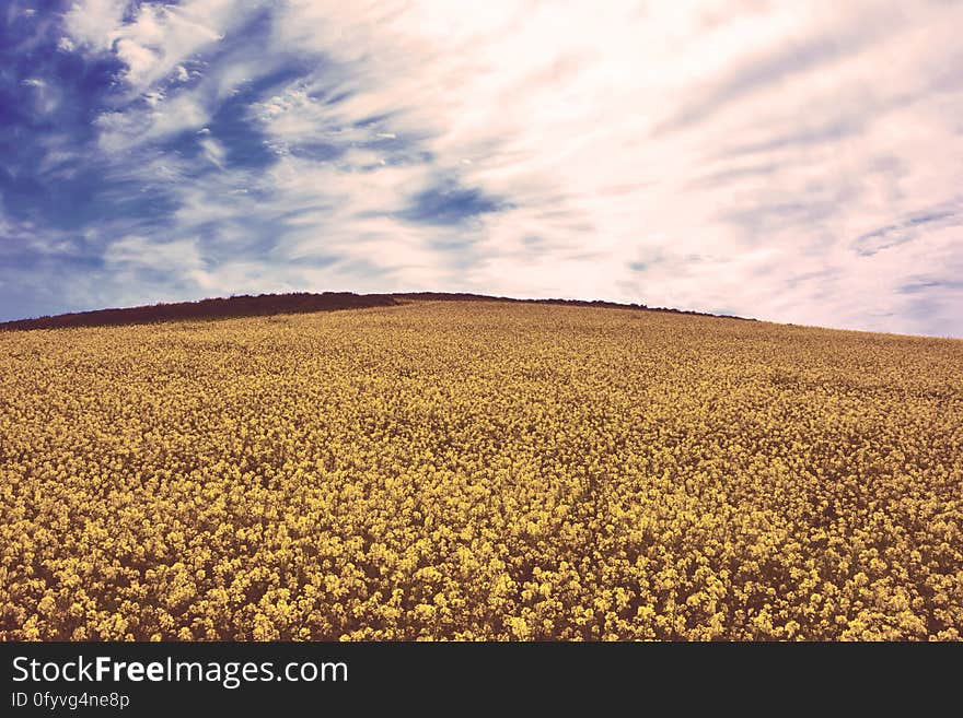 An yellow field of rapeseed flowers in the sun.