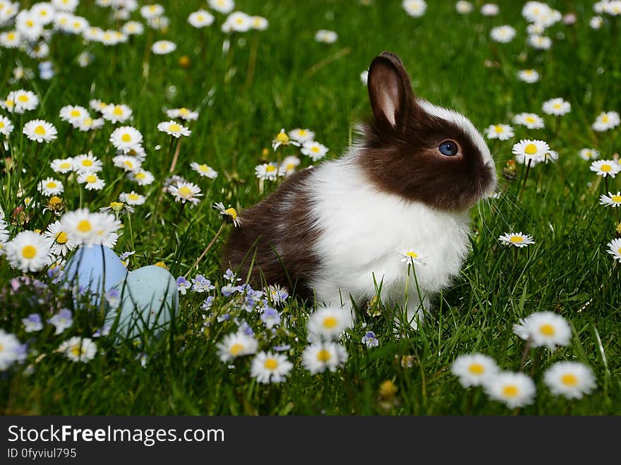 A fluffy bunny rabbit on a field of grass and daisies. A fluffy bunny rabbit on a field of grass and daisies.