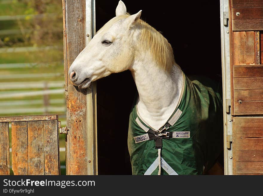 Horse, Halter, Bridle, Horse Tack