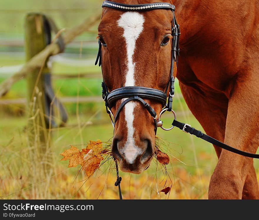 Horse, Bridle, Horse Tack, Rein