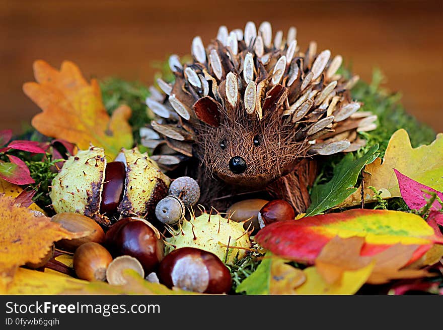 Hedgehog, Erinaceidae, Leaf, Autumn