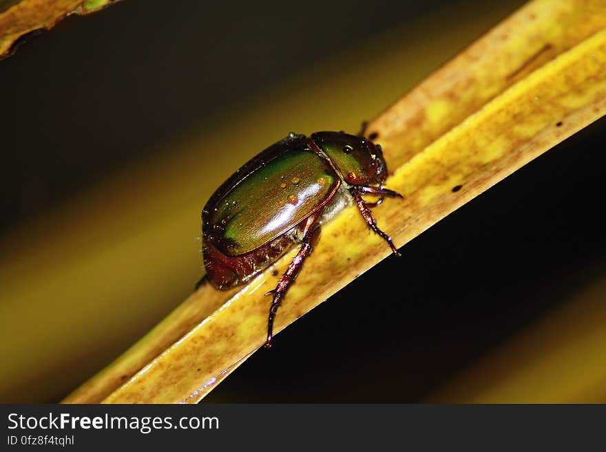 A close up of a green beetle on a leaf.