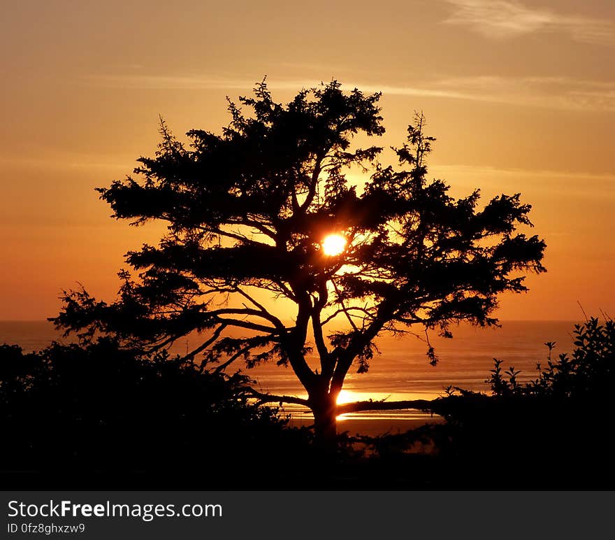 The silhouette of a tree at sunset.