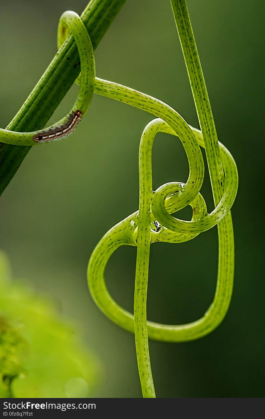 A tendril of a vine with a caterpillar crawling on it. A tendril of a vine with a caterpillar crawling on it.