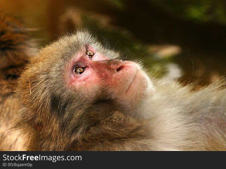 Grey Black White Fur Monkey Lying With Eyes Open