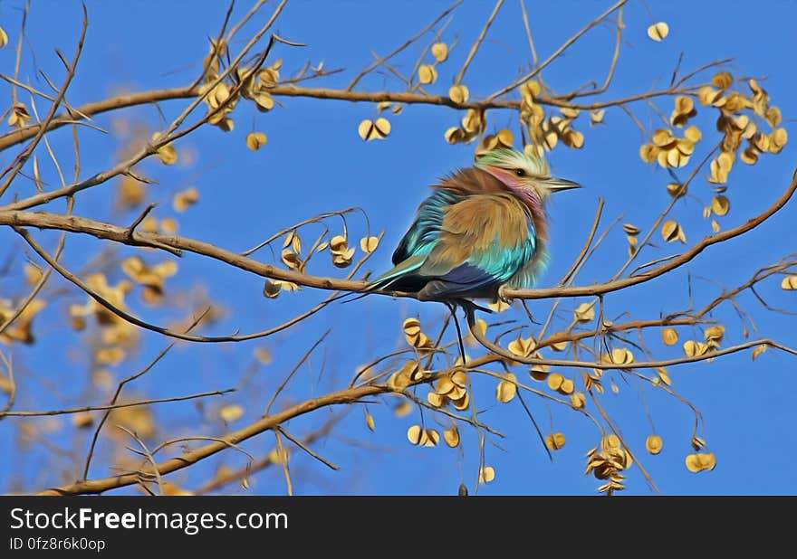 Blue and Brown Bird on Brown Tree Branch Under Blue Sky