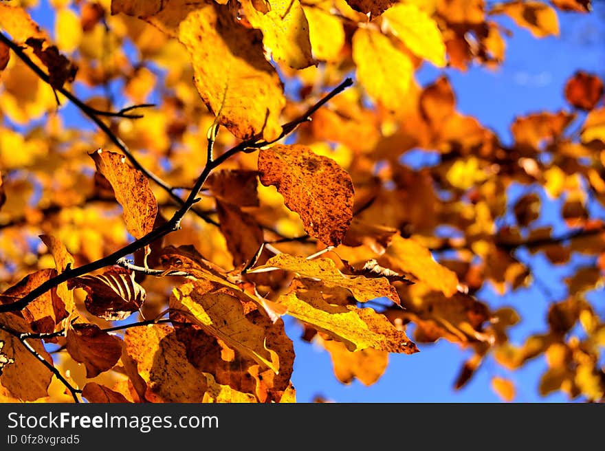 Leaf, Branch, Autumn, Yellow