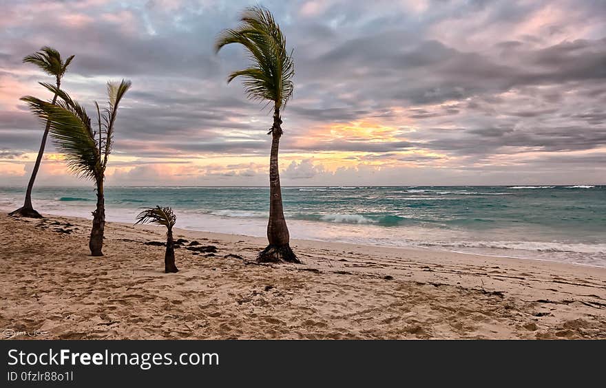 Sea Beside Green Palm Trees