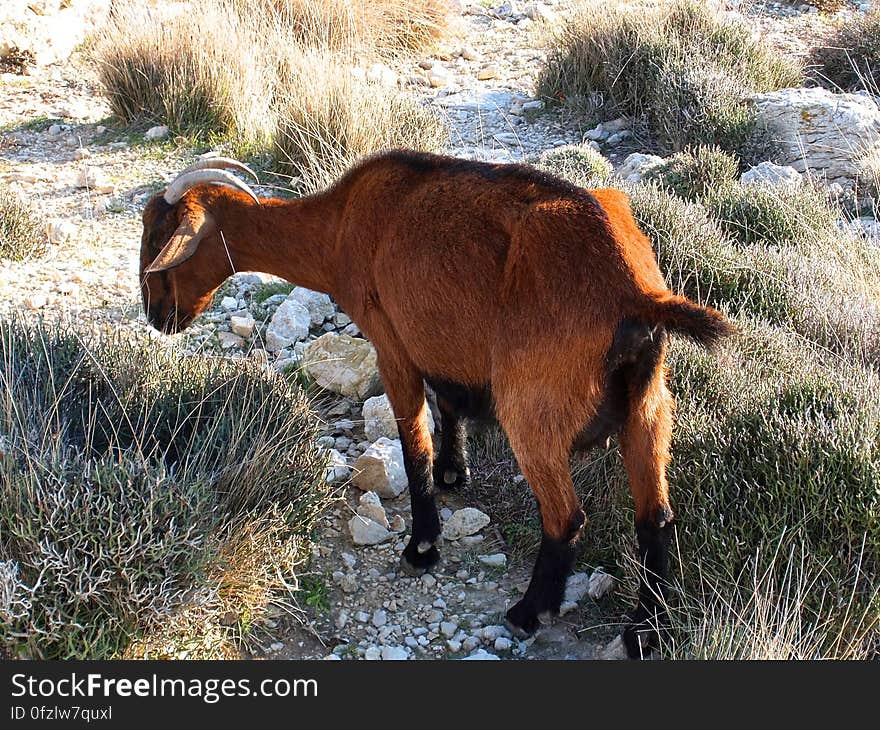 Brown Goat With Horn