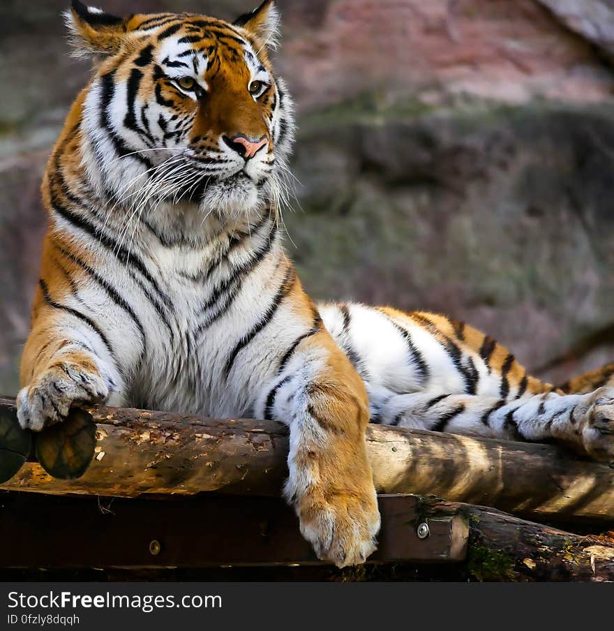 Profile portrait of Bengal tiger lounging in sunshine. Profile portrait of Bengal tiger lounging in sunshine.