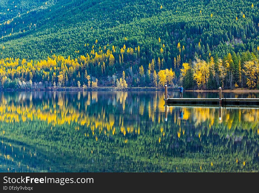 Reflection of Trees in Lake