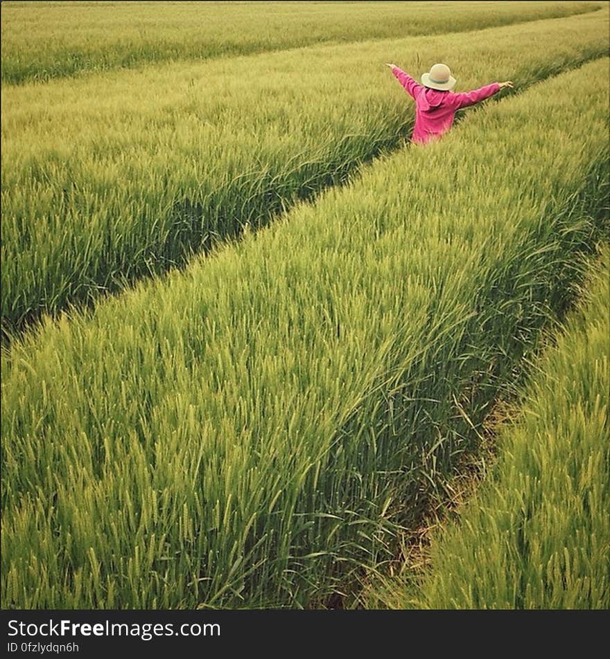 Scenic View of Wheat Field