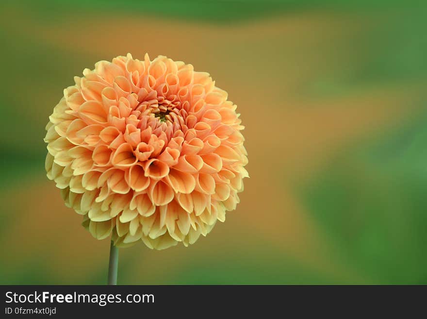 Close-up of Dahlia Blooming Outdoors