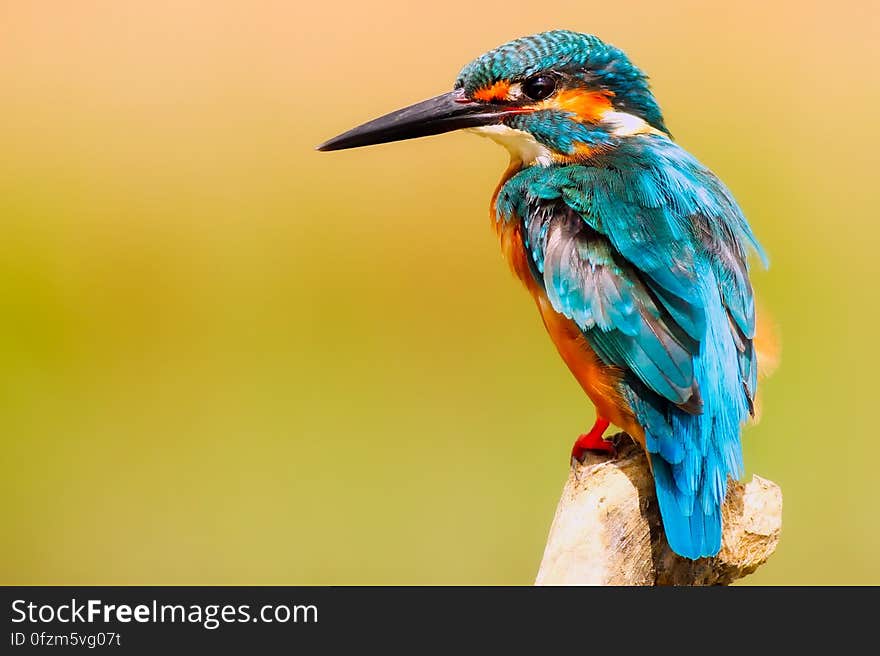 Close-up of Peacock