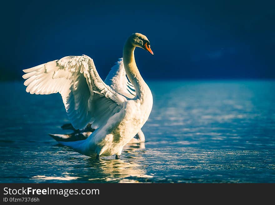 A swan spreading its wings on a lake. A swan spreading its wings on a lake.