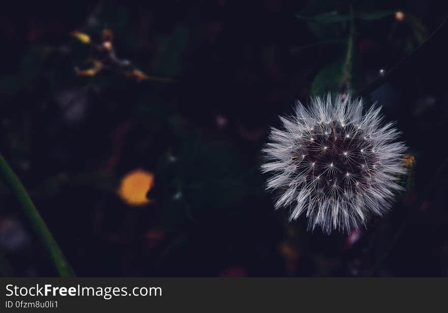 A dark field with a ripe dandelion flower at night. A dark field with a ripe dandelion flower at night.