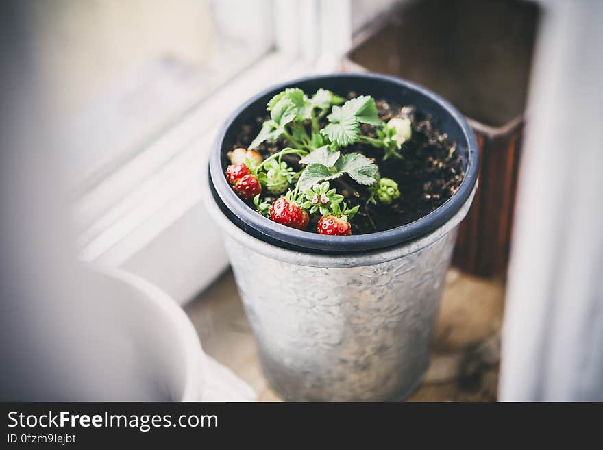 A strawberry plant with fruits growing in a pot. A strawberry plant with fruits growing in a pot.