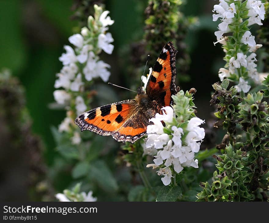 Orange Black and White Butterfly on White Petal Flower