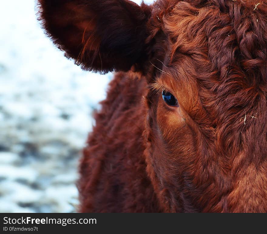 Brown and Red Cattle