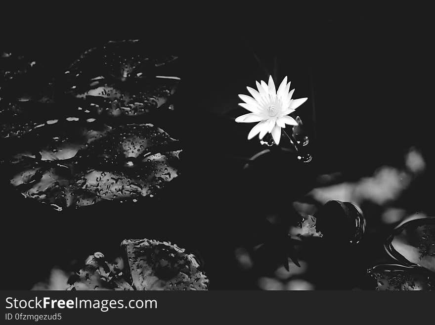 Black, Black And White, Monochrome Photography, Flora