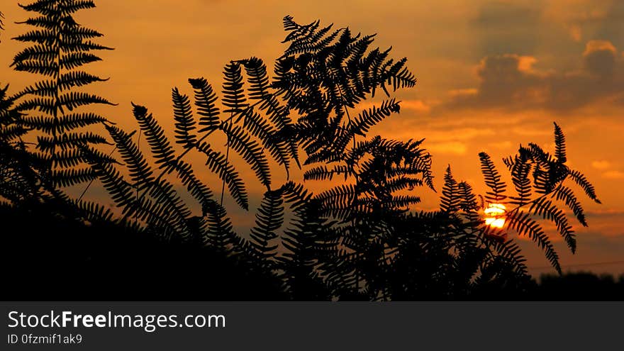 Nature, Sky, Vegetation, Leaf