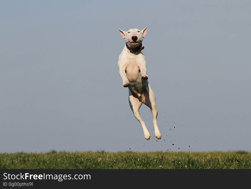 White Dog Terrier Jumping Near Grass Field during Daytime