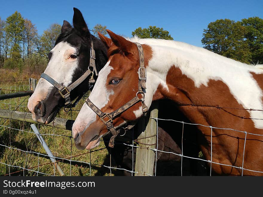 Horses leaning over metal fence standing in paddock on sunny day. Horses leaning over metal fence standing in paddock on sunny day.