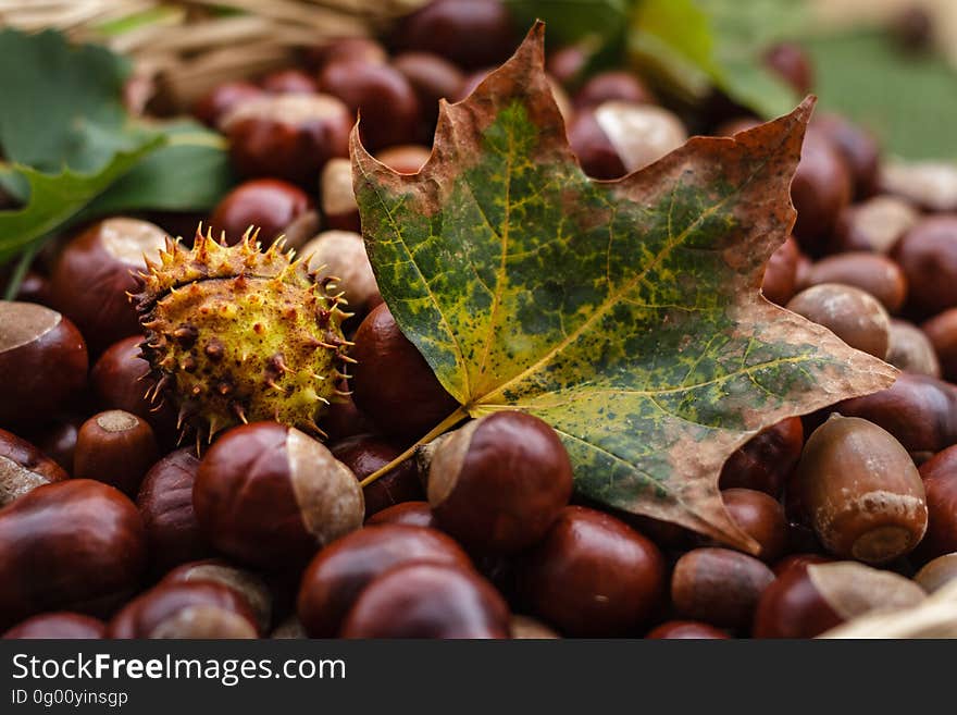 Close-up of Fruits on Field during Autumn