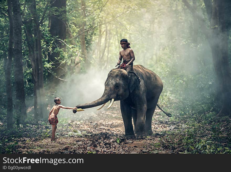 View of Elephant Riding Horse