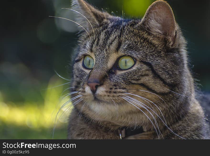 Close-up Portrait of Cat