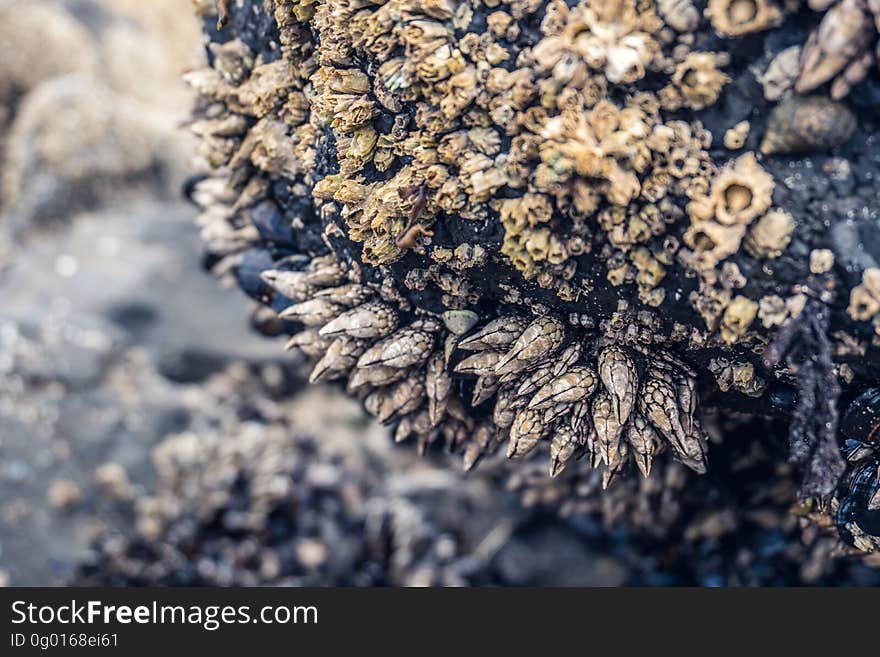 A close up of seashells on a rock. A close up of seashells on a rock.