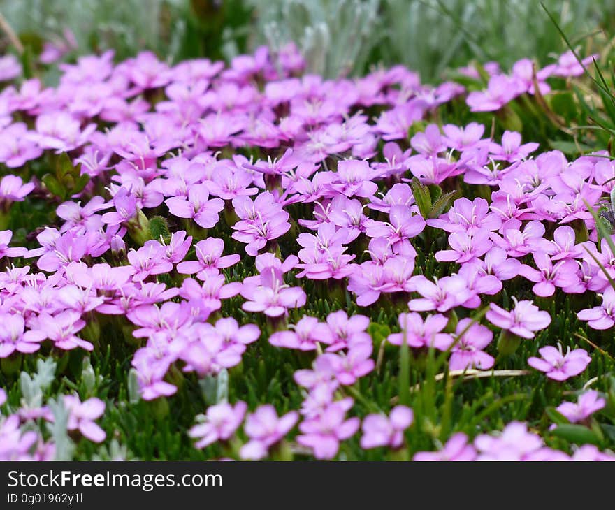 Purple Flower and Green Grass