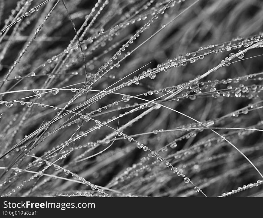 Monochrome view of dew on blades of grass.