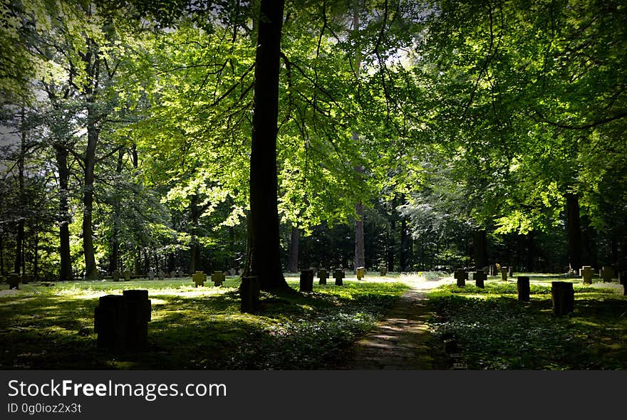 Green Leaved Tall Trees Under Sunny Sky