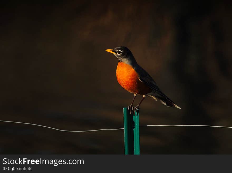 A close up of a robin perched on a fence. A close up of a robin perched on a fence.