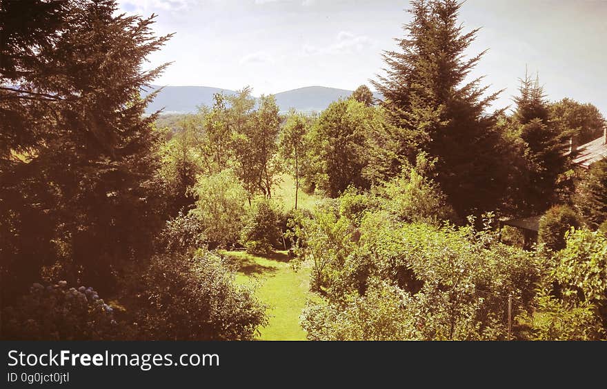 A green forest landscape with trees and bushes.