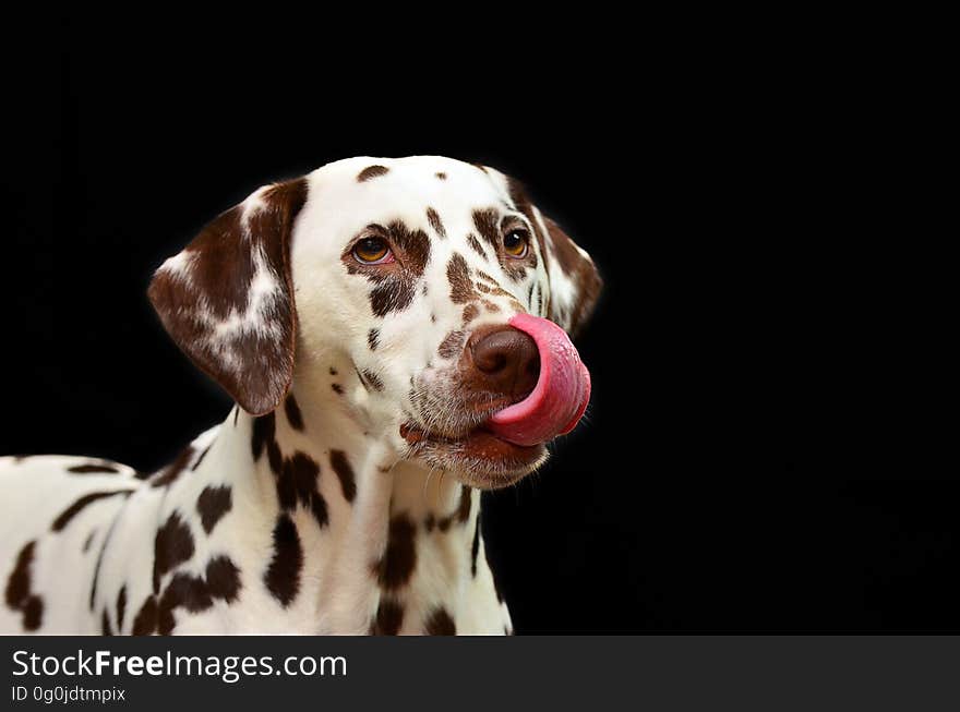 Dalmatian, Dog Like Mammal, Dog Breed, Dog